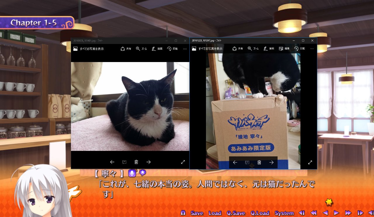 元は猫だったんです.jpg