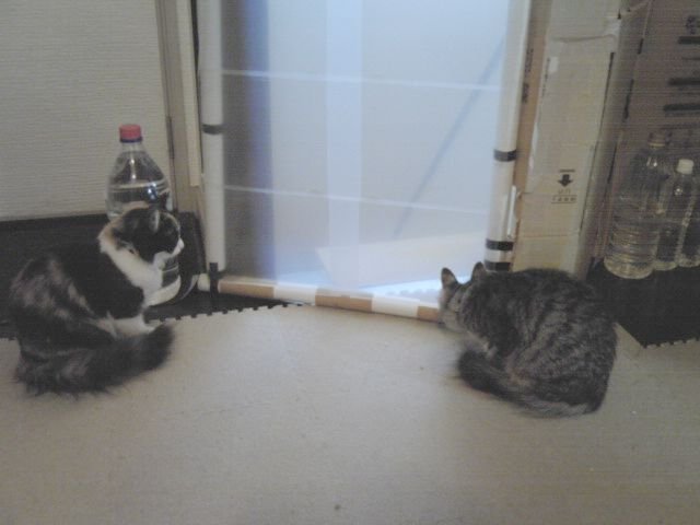 WallAndCats.jpg