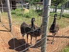 アバター