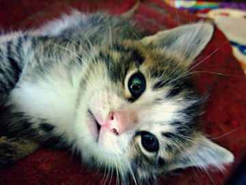 thecat.png