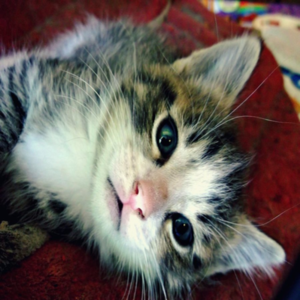 thecat.png